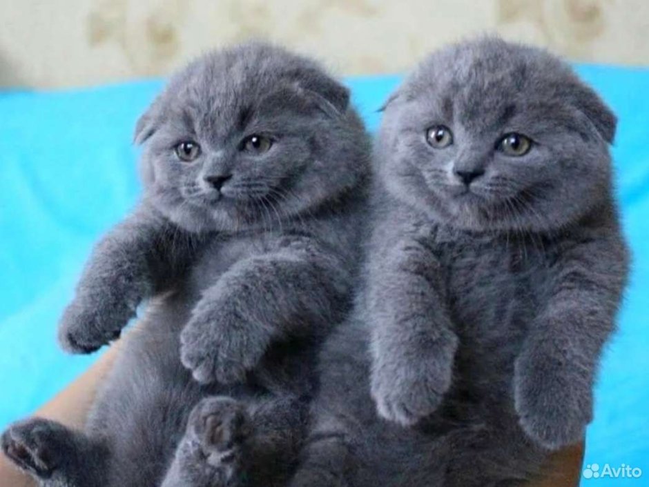 Милые котики