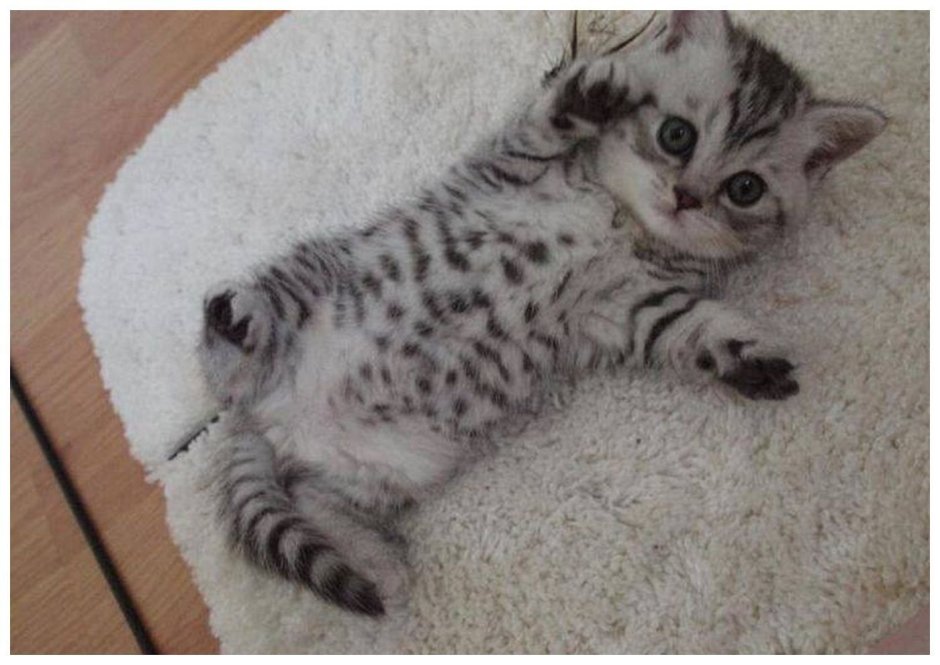 Вислоухая кошка котенок
