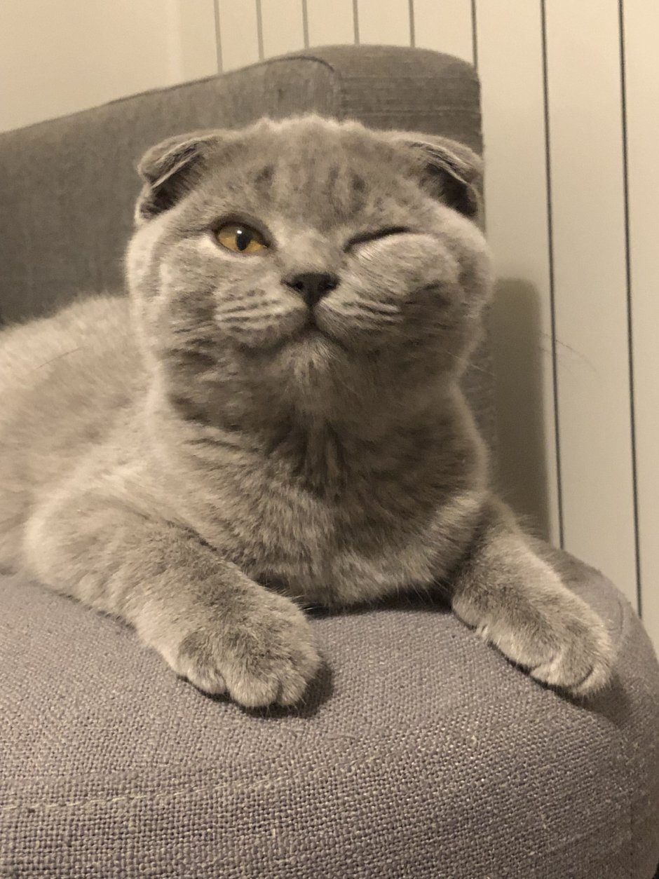 Лопоухие кошки вислоухие