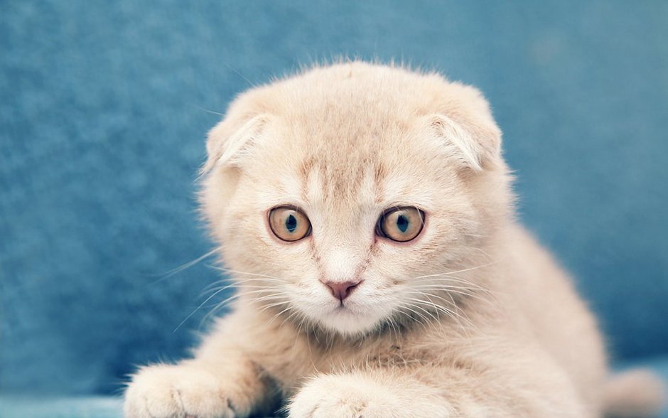 Удивленный шотландский кот