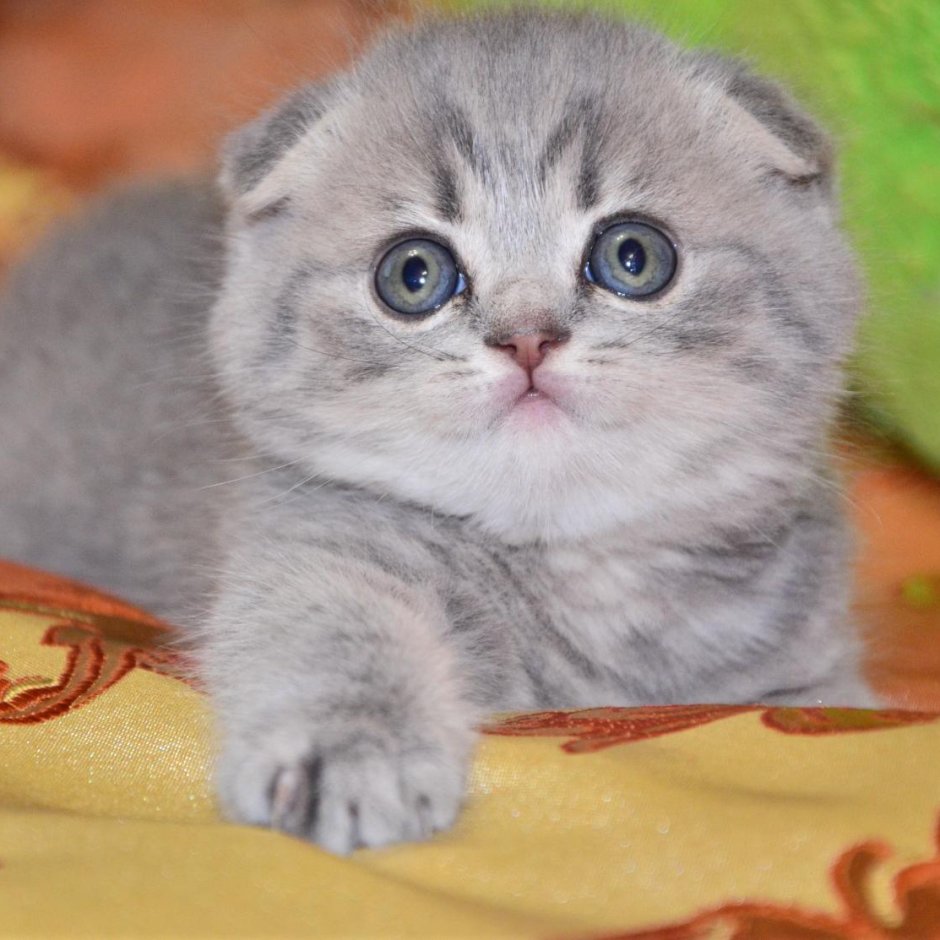 Шотландские котята Иркутск