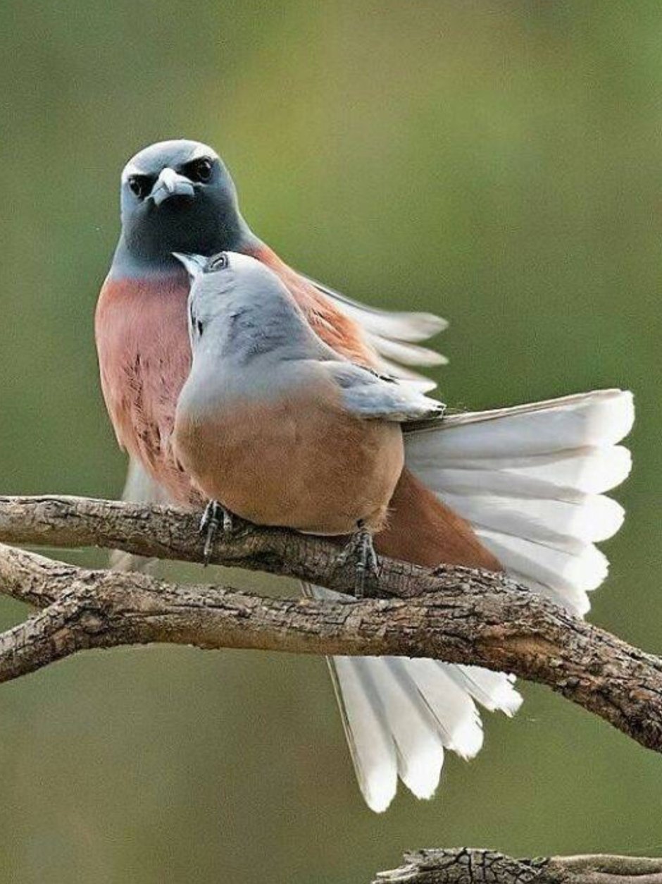 Буйлинг птицы