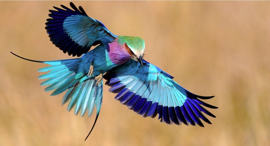 Bird National of el Salvador