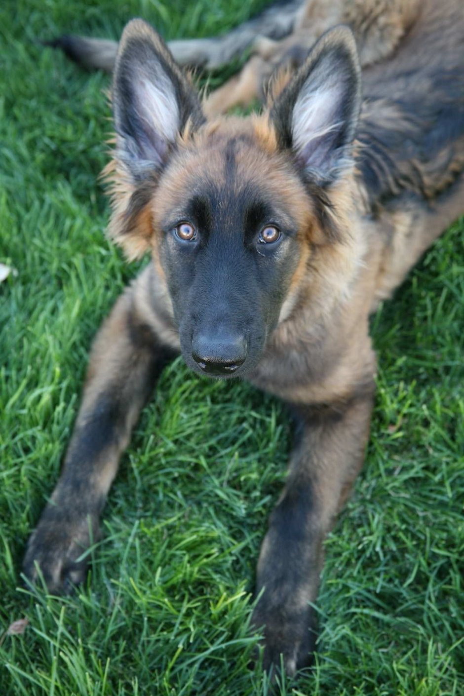 DDR German Shepherd