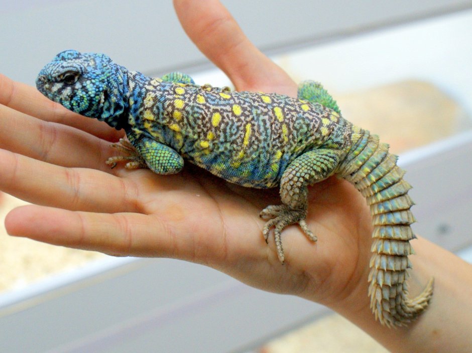 Шипохвост украшенный Uromastyx Ornata