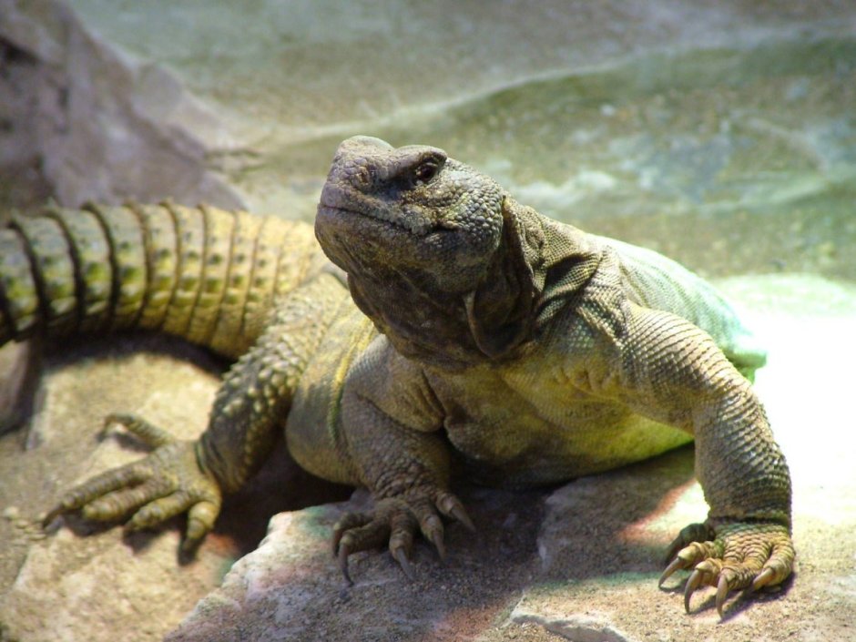 Uromastyx nigriventris