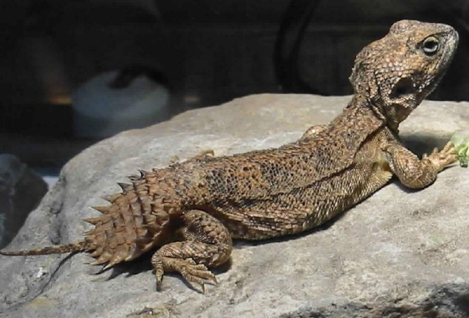Uromastyx ocellata