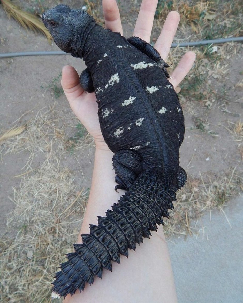 Uracentron azureum