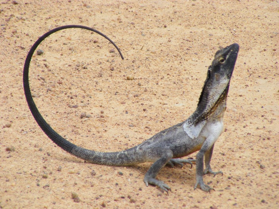 Varanus macraei