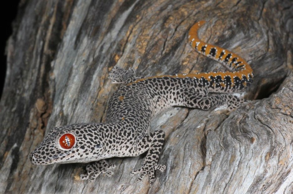 Cordylus Cordylus
