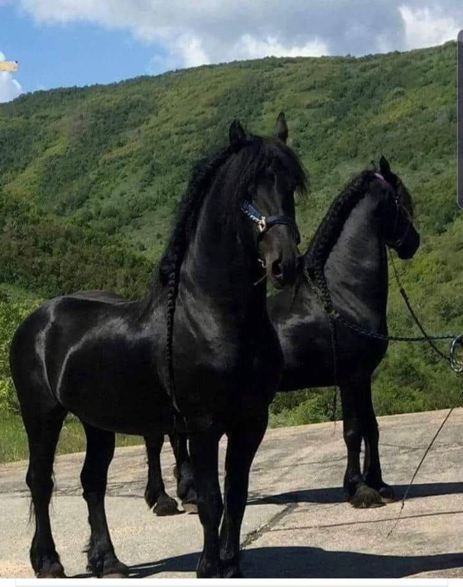 Кабардинская порода