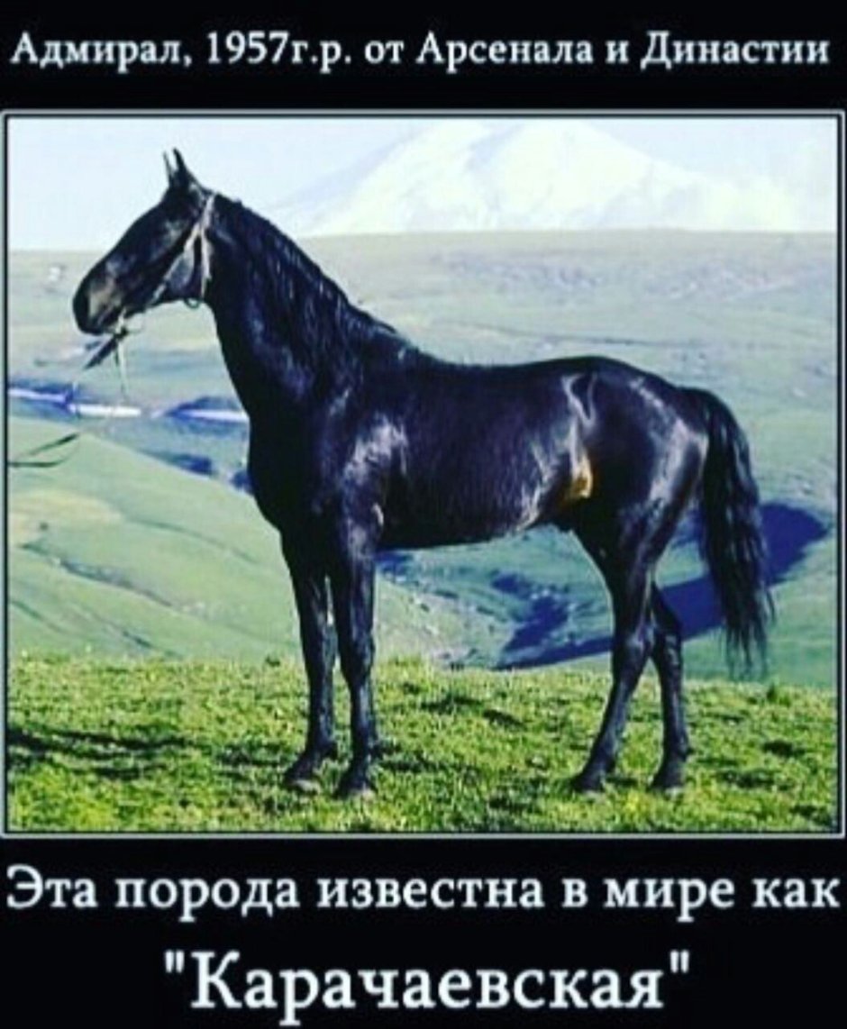 Порода лошадей Адыгэш