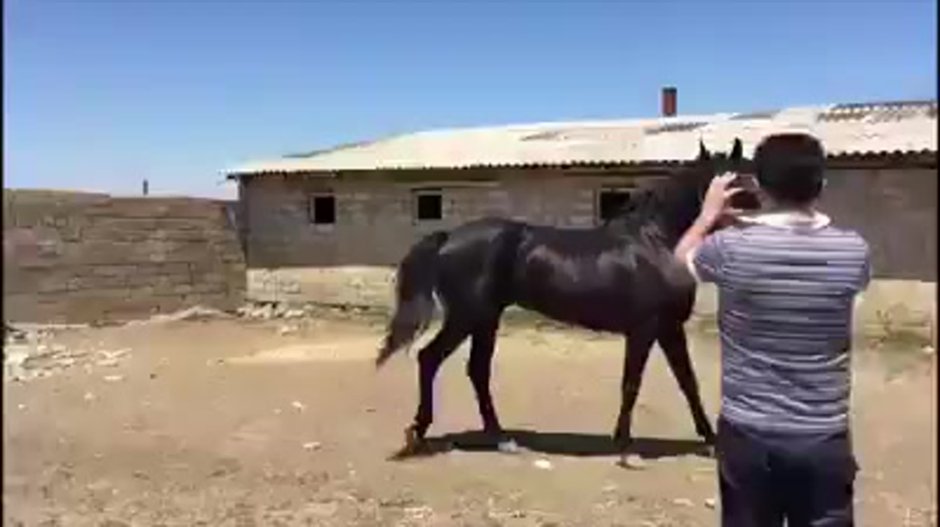 Лошади породы Нокота