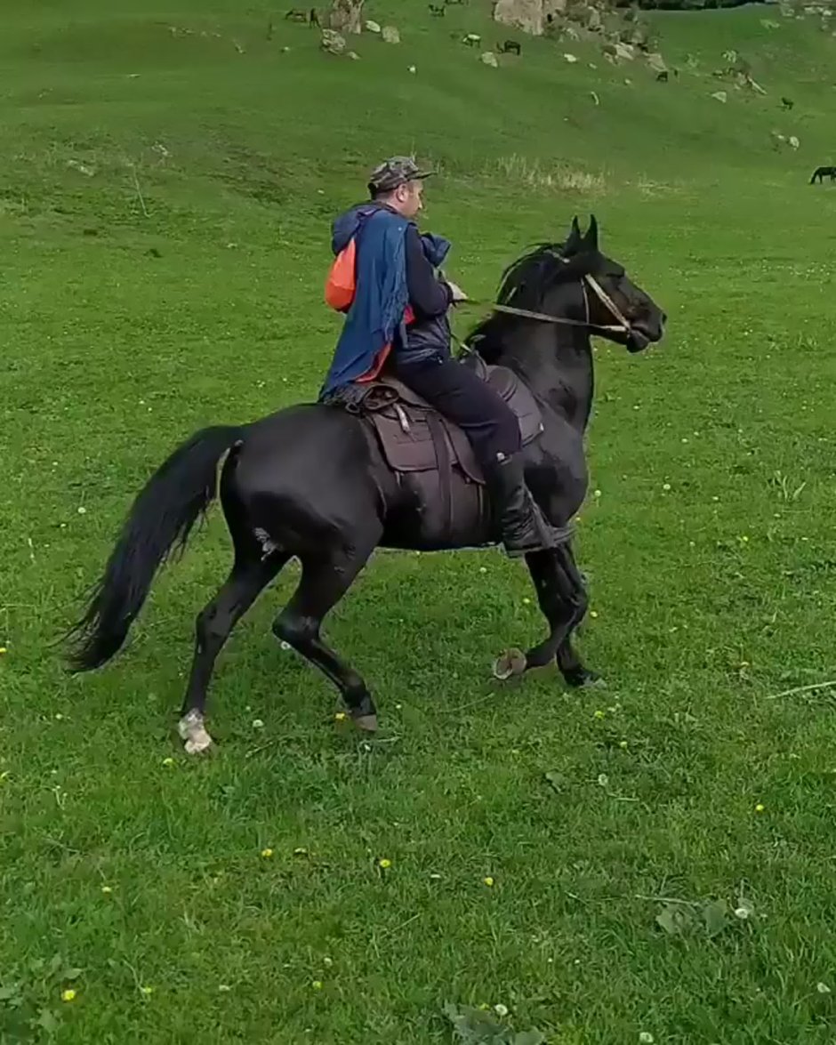 Карачай Хорс