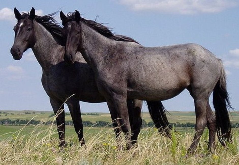 Фризская лошадь