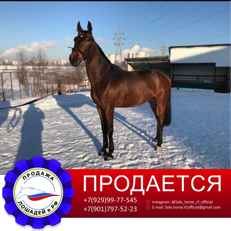 Жеребец карачаевской породы Амадей