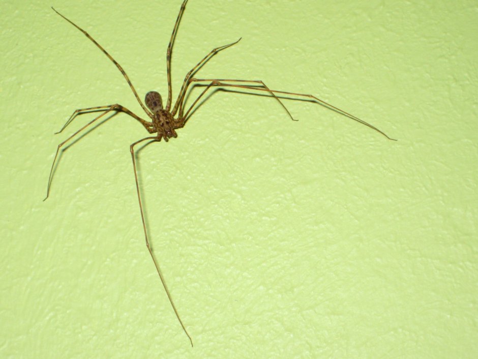 Домовой паук Tegenaria Agrestis
