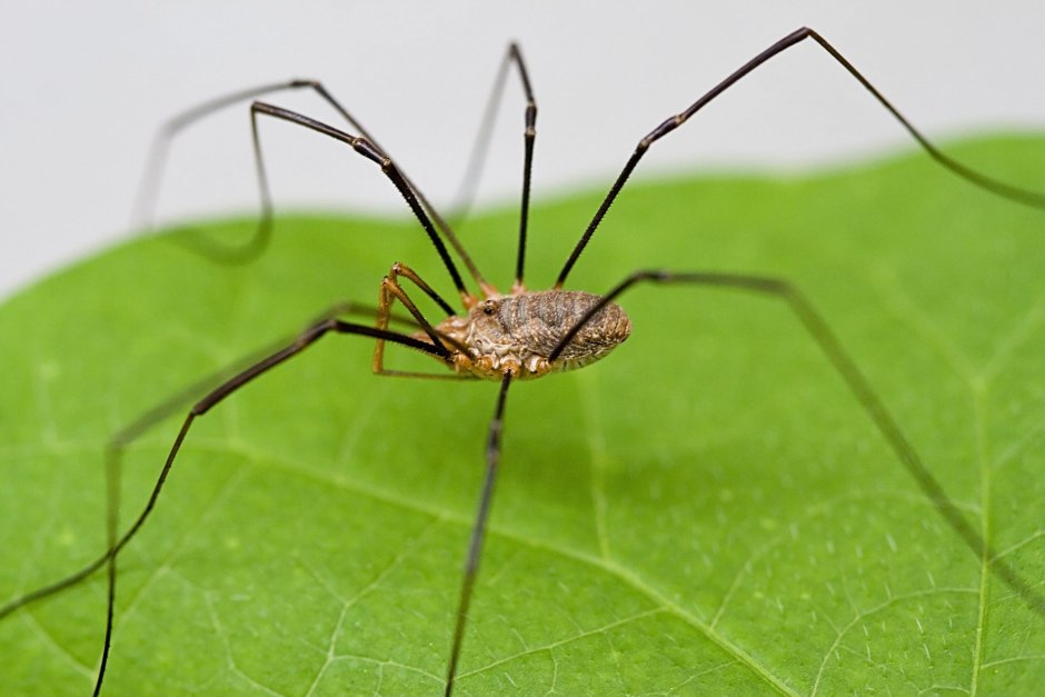 Euphrynichus amanica