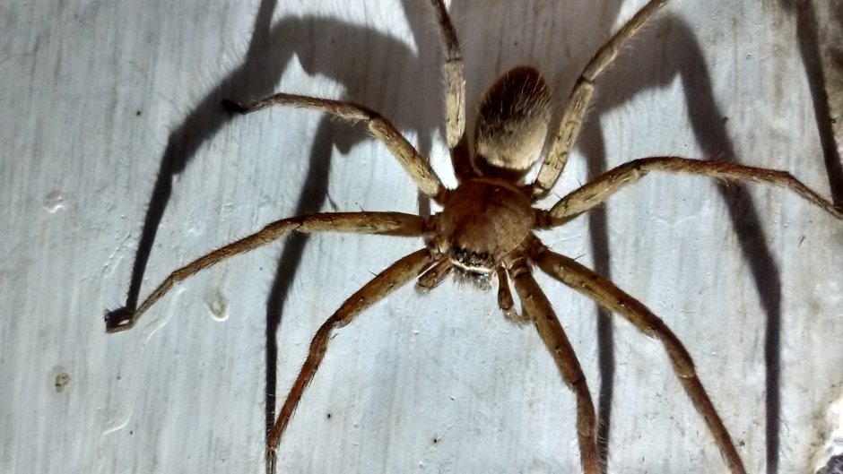 Пауки сенокосцы – Pholcidae