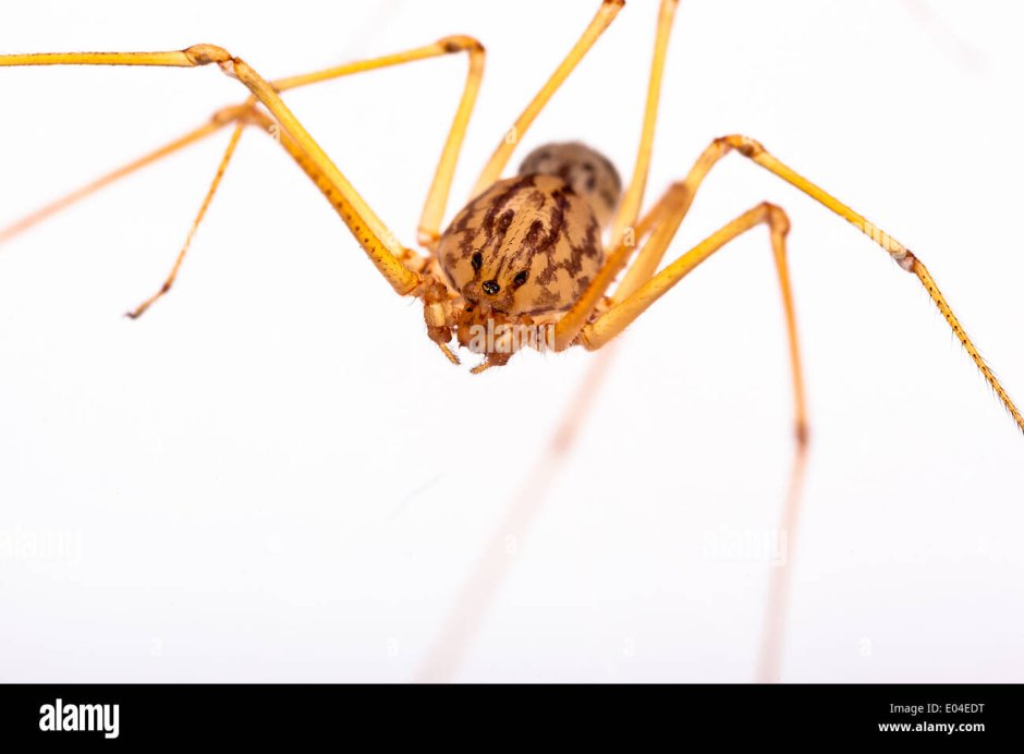 Huntsman Spider паук-охотник