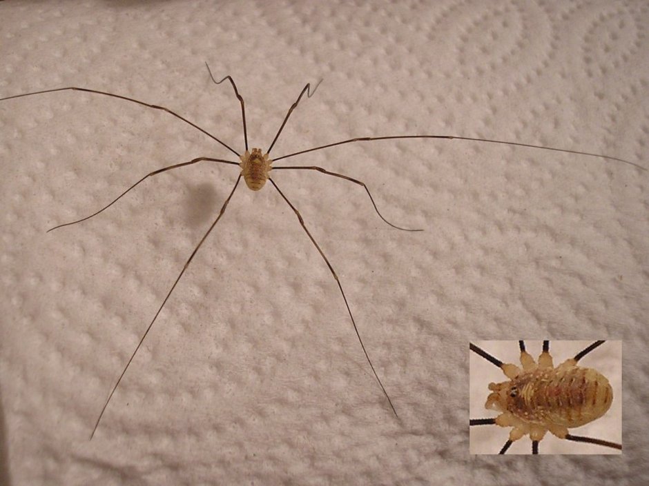 Heteropoda venatoria паук