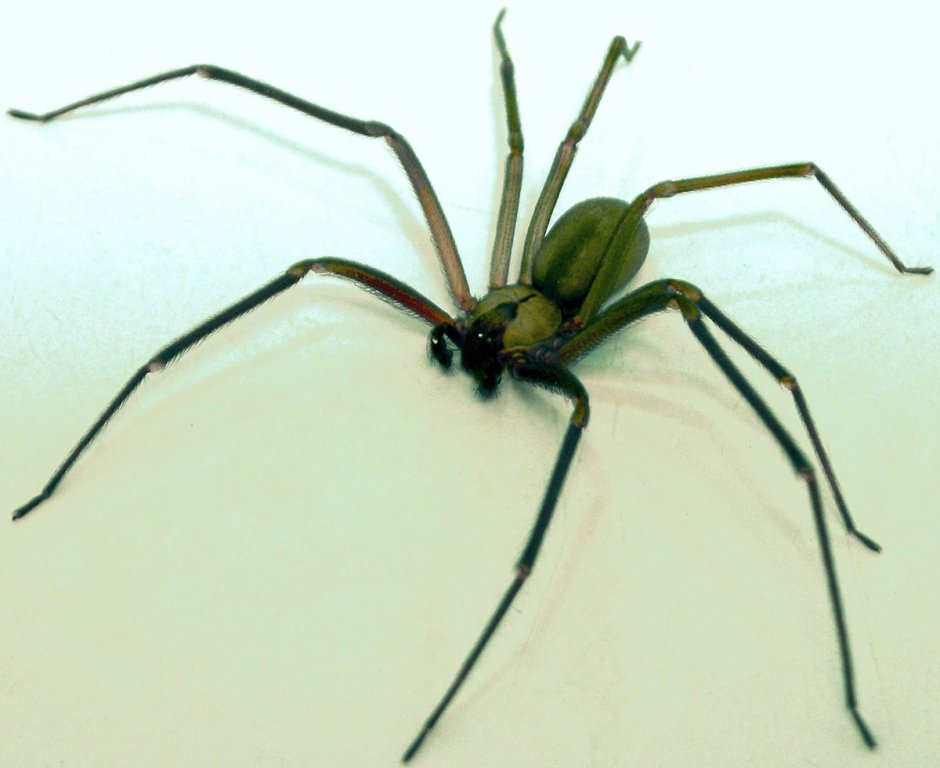 Tailless Whip Scorpion