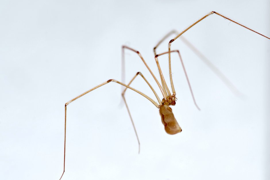 Eratigena atrica