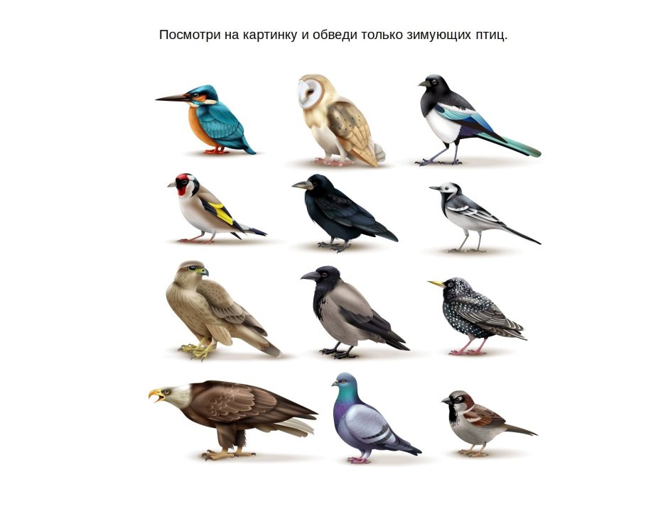 Птицы для детей