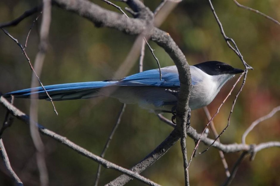 Голубые сороки (Cyanopica Cyana)