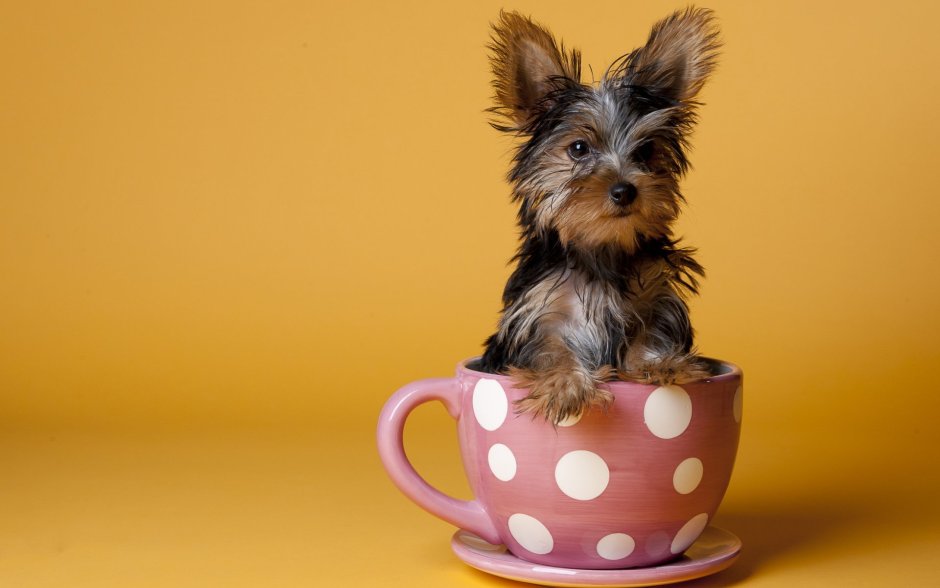 Teacup Йоркширский терьер