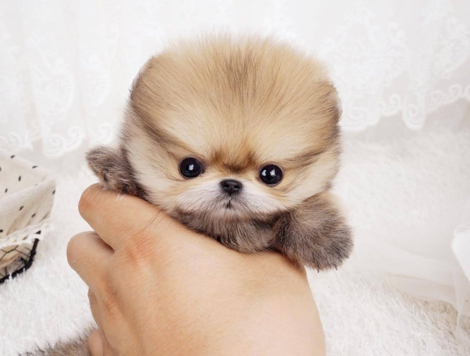 Померанский шпиц Teacup.