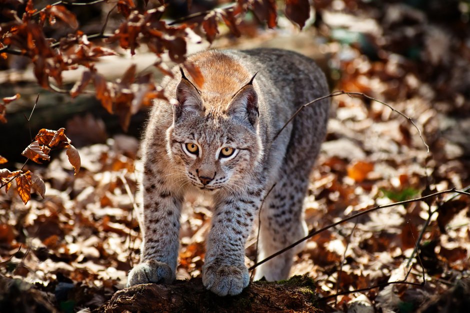 Рысь (Lynx Lynx) в дикой природе