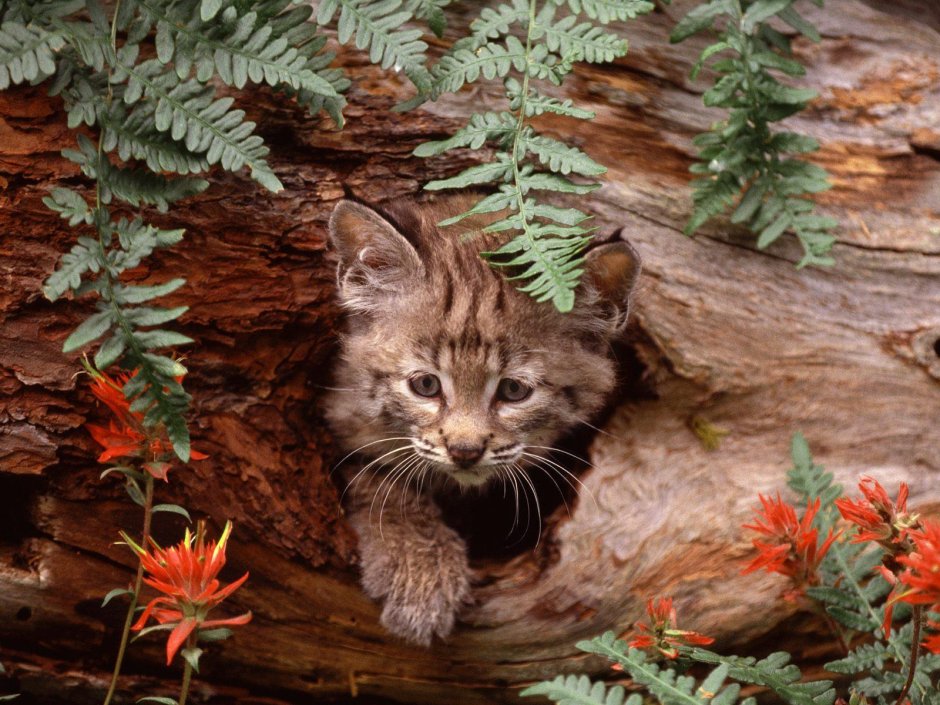 Лесной кот