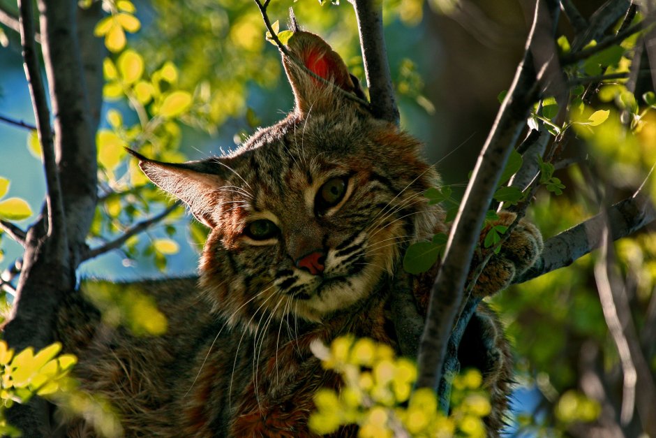 Дикие кошки