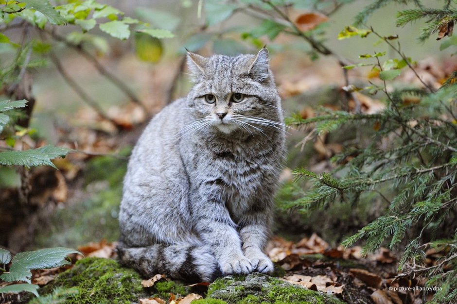 Лесной кот Германия