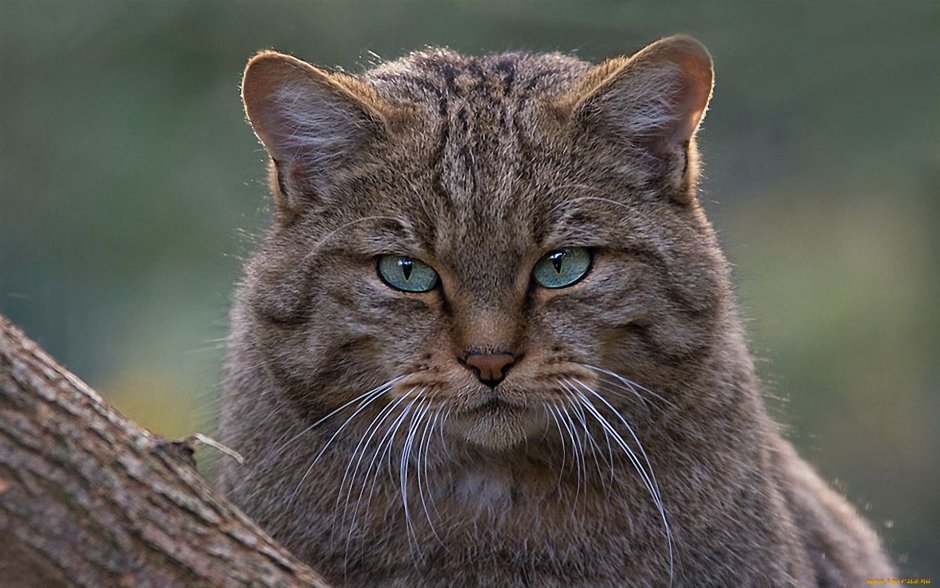 Лесная дикая кошка