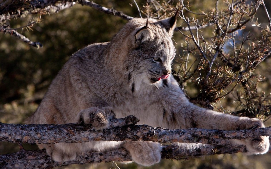 Рысь (Lynx Lynx) в дикой природе