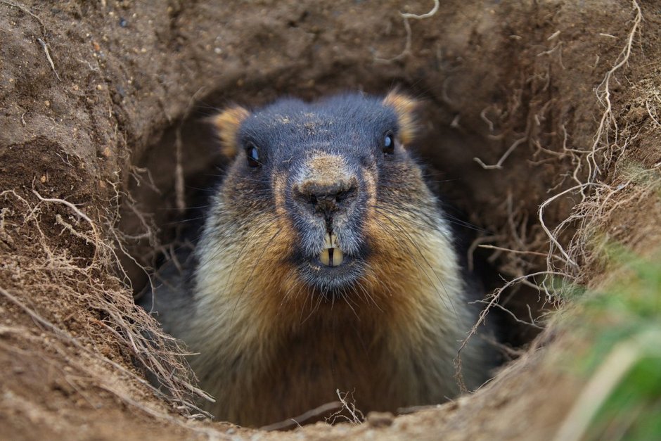 Glyphoglossus Molossus лягушка