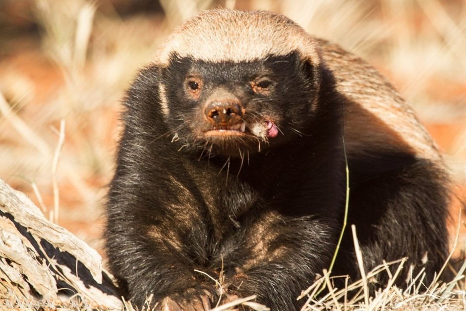 Mole picture