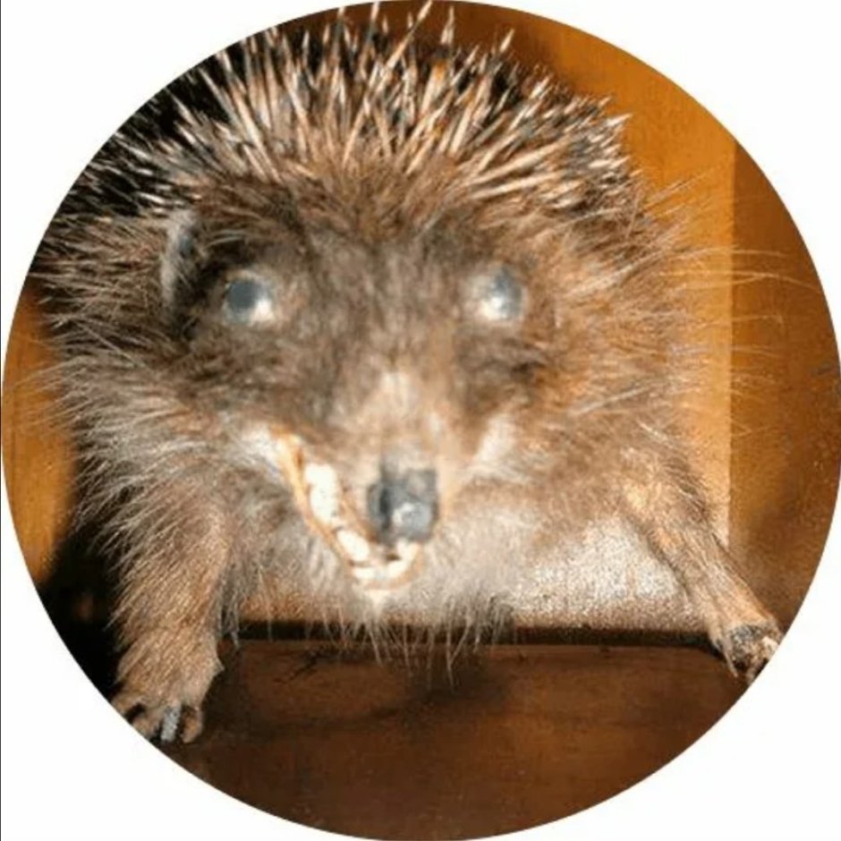 Fossiomanus sinensis