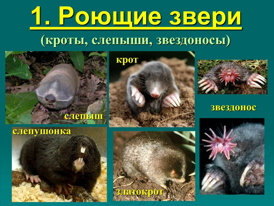 Норы Сурков