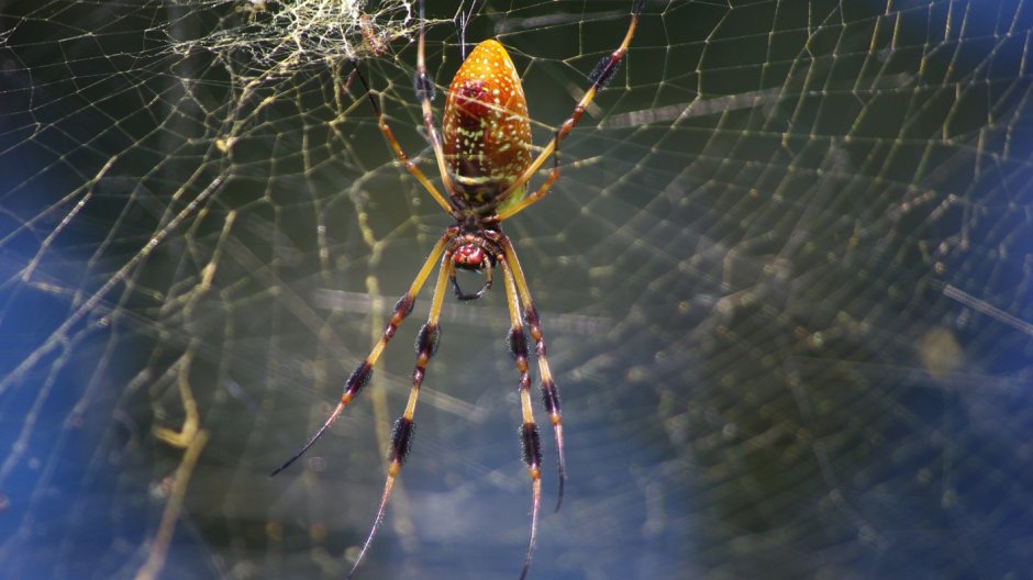 Паук золотопряд Nephila