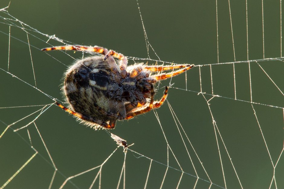 Argiope trifasciata