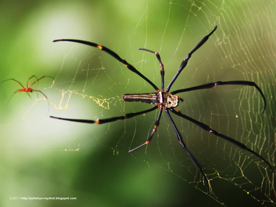 Пауки-кругопряды – Araneidae