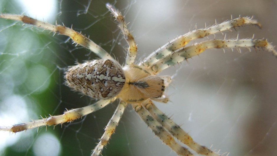Пауки-кругопряды – Araneidae