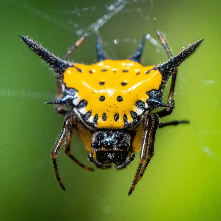 Паук золотопряд Nephila