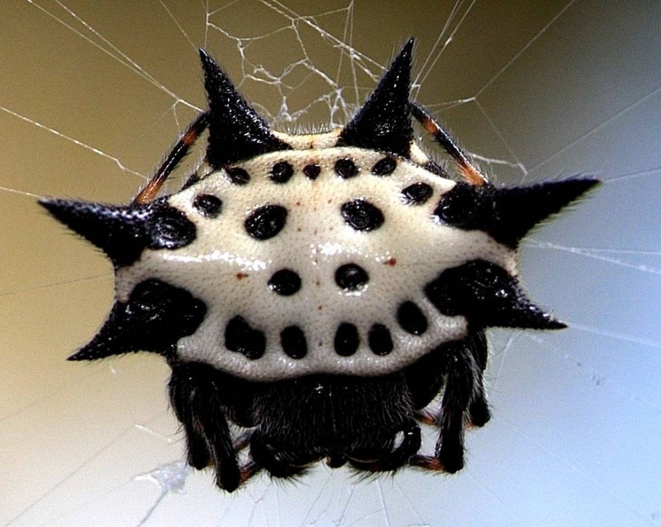Gasteracantha cancriformis (ШИПАСТЫЙ паук-кругопряд)