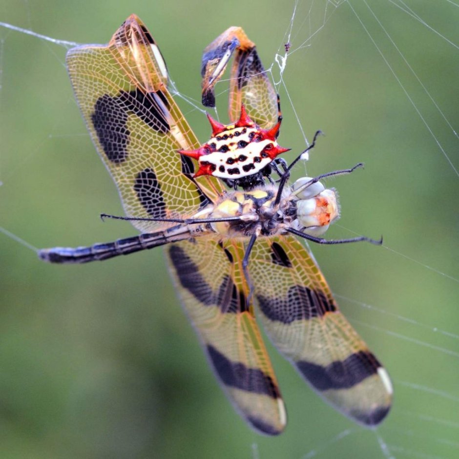 Пауки-кругопряды – Araneidae