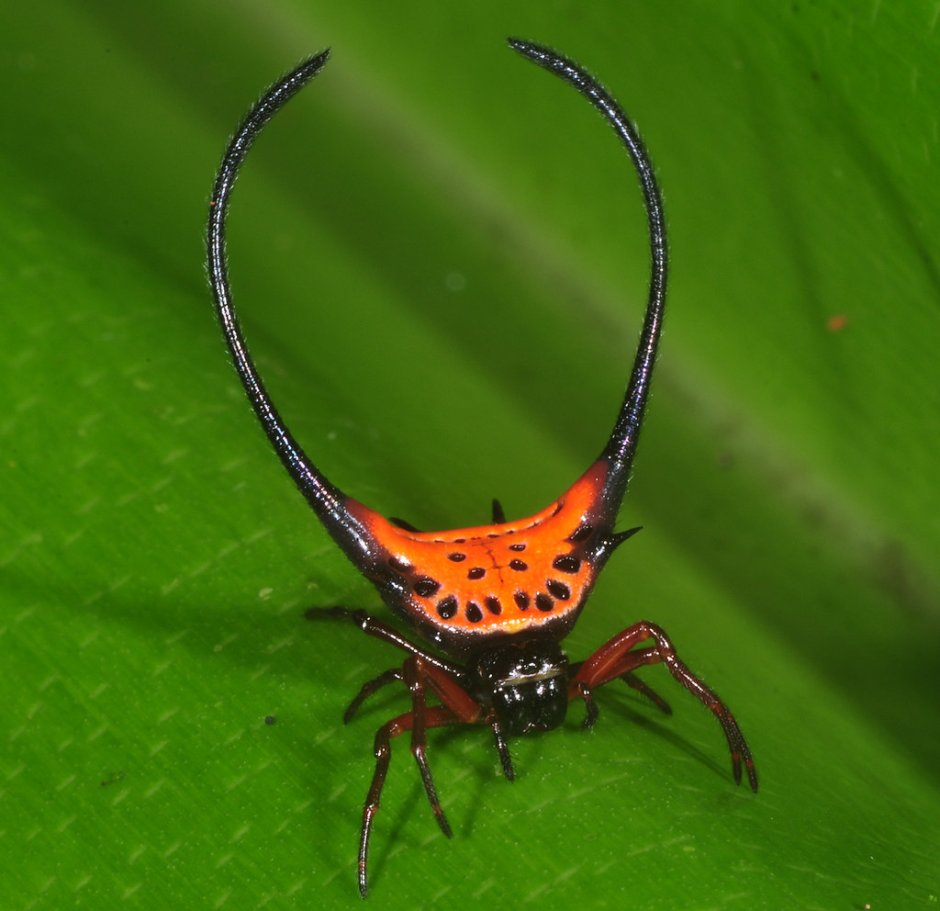 Паук Nephila pilipes