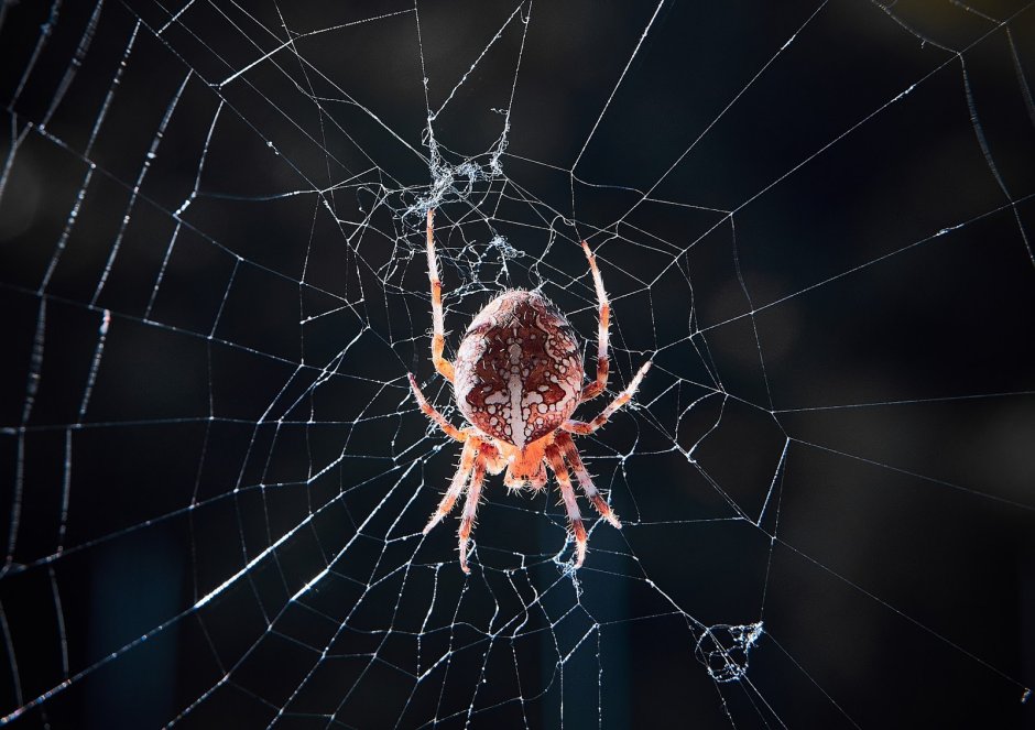 Пауки Nephila clavata